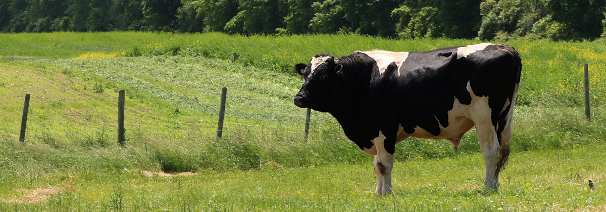 Robotisering in de melkveehouderij: slimmer werken, maar let op de risico’s